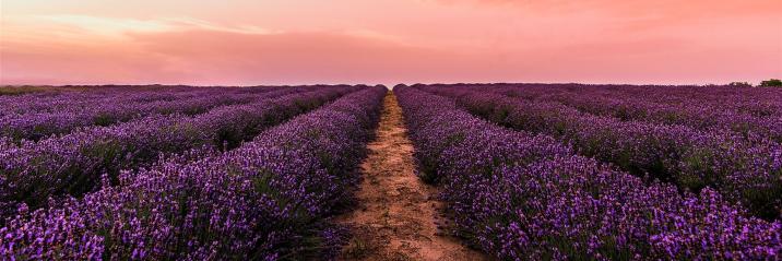 Foto Lavendel Blumenfeld Unter Rosa Himmel