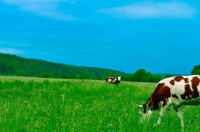 Kühe, Die Auf Feld Gegen Himmel Grasen