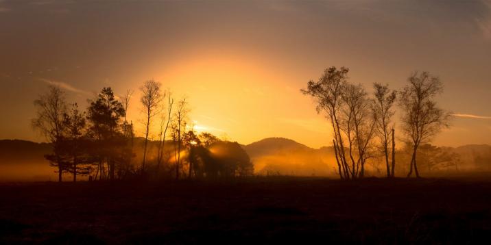moorland at the Lake of Pfäffikon at sunrise in the morning mist
